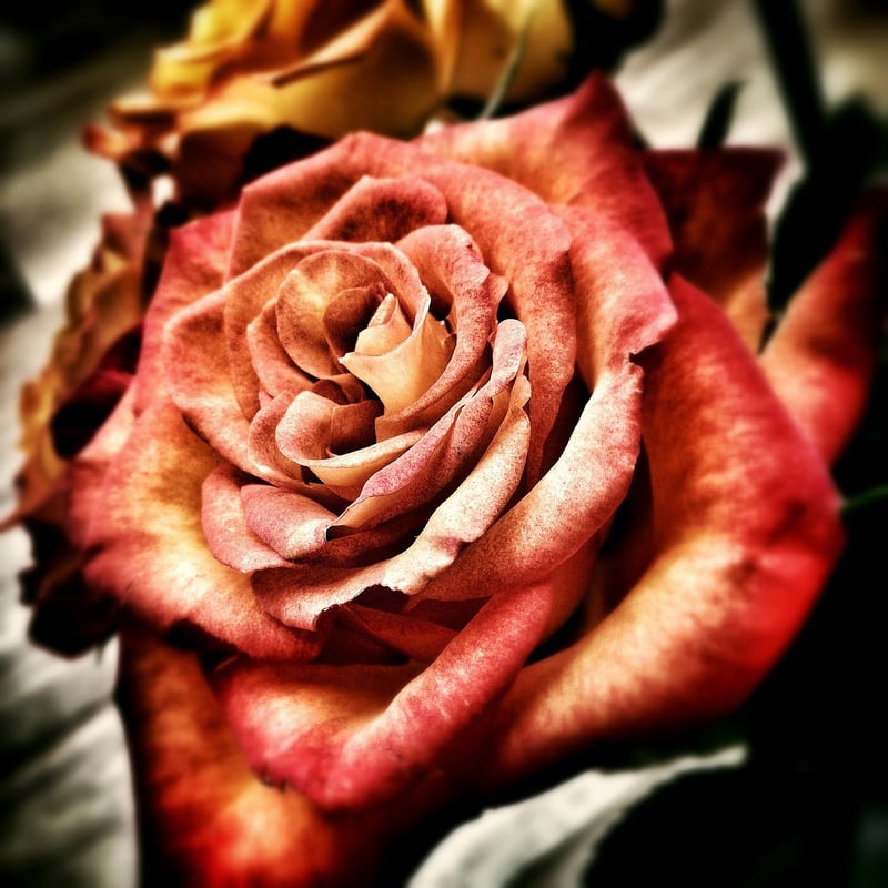 Gardening Image